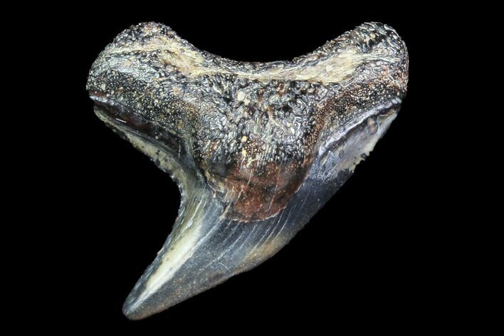 Colorful Fossil Tiger Shark (Galeocerdo) Tooth - Virginia #87904